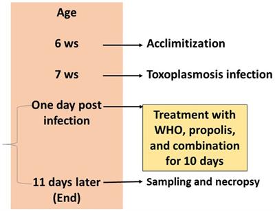 Ameliorative effects of propolis and wheat germ oil on acute toxoplasmosis in experimentally infected mice are associated with reduction in parasite burden and restoration of histopathological changes in the brain, uterus, and kidney